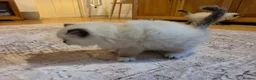 Ragdoll cats for sale: Seal mitted ragdoll kittens ready 26/9 - Advert 20