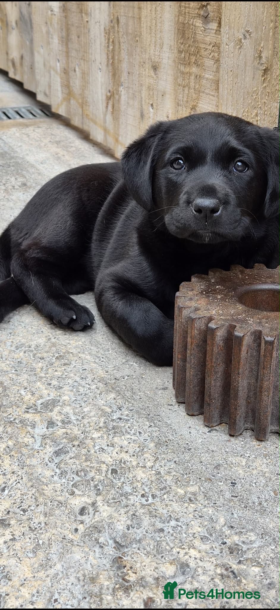 Labrador Retriever dogs Stunning Black Lab Pup..  - Advert 1