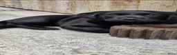 Labrador Retriever dogs for sale: Stunning Black Lab Pup..  - Advert 1