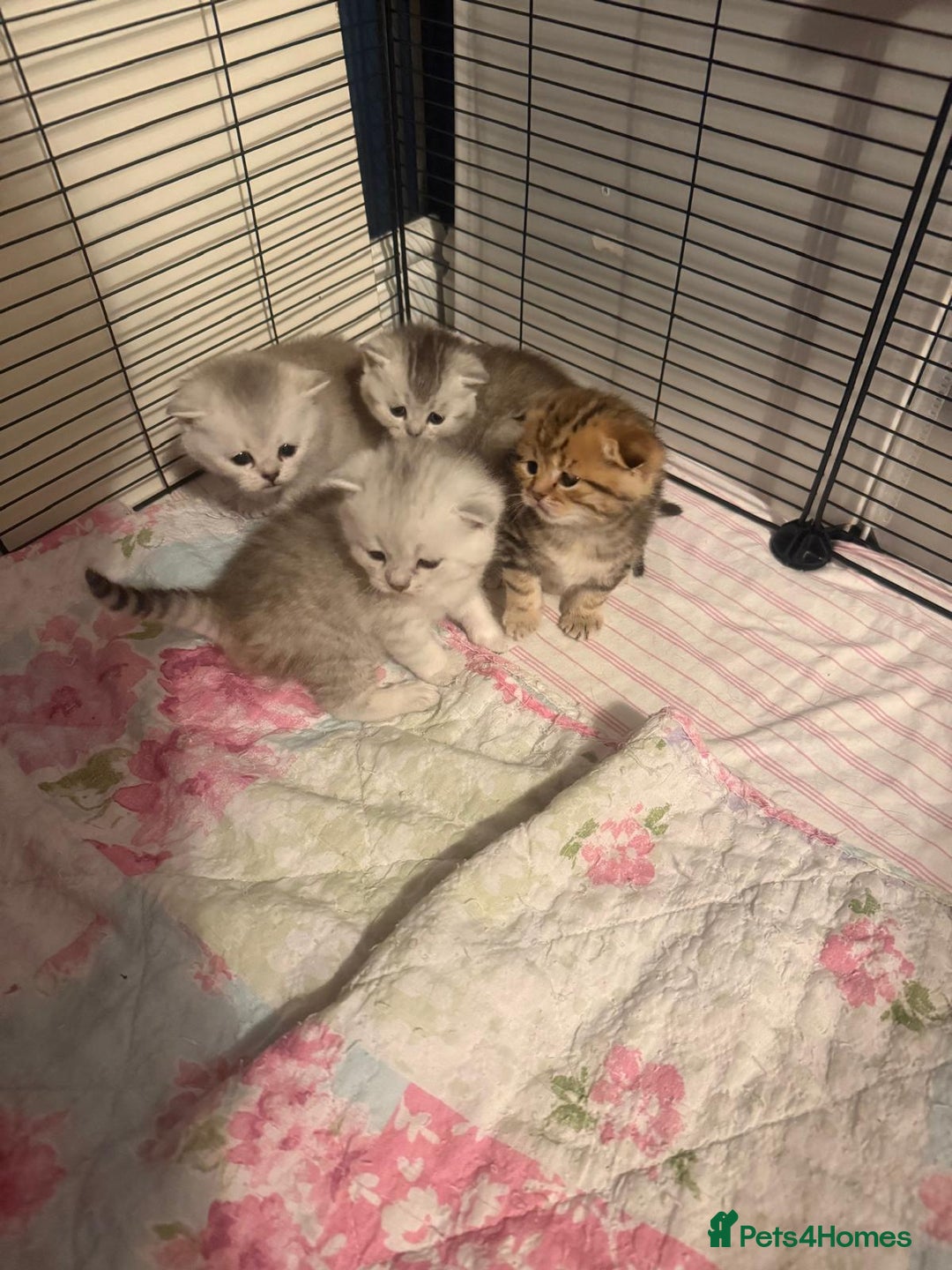 British Shorthair cats for sale: 🥰Beautiful kittens with rare colouring🥰 - Image 29