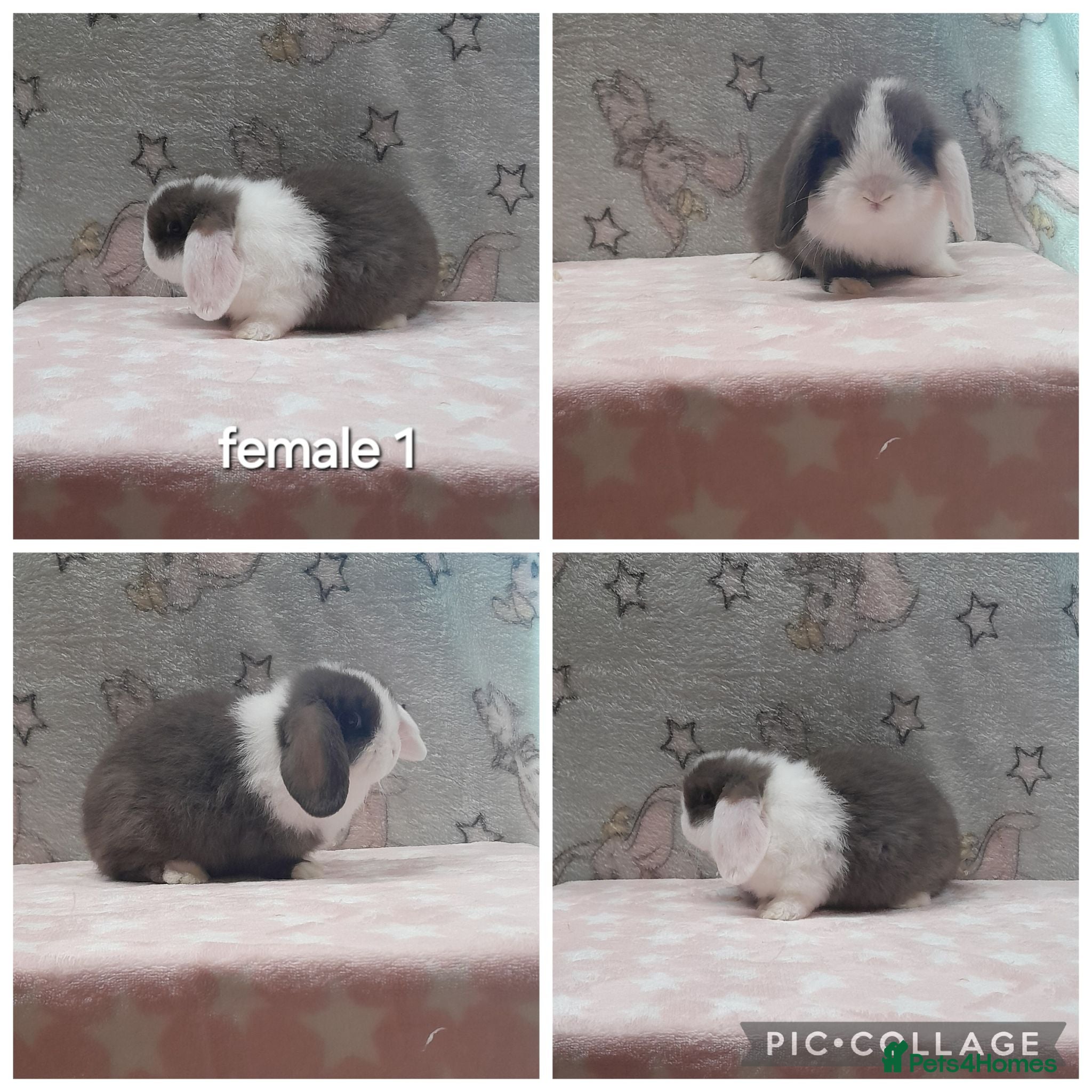 Mini Lop rabbits Beautiful purebred mini lops  - Advert 1