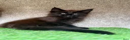 Maine Coon cats for sale: Baby Black Smoke TICA Maine Coon Kittens - Advert 10
