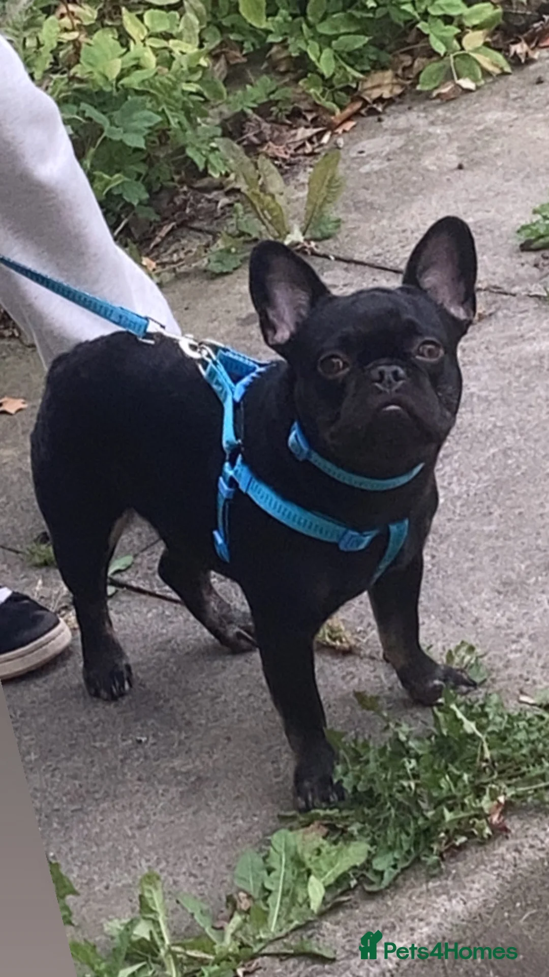 French Bulldog dogs for sale: 2 year old French bulldog  - Advert 5