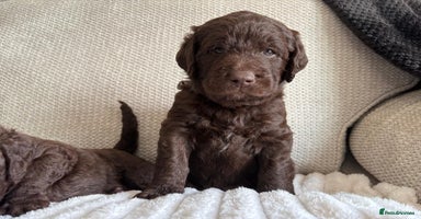 Labradoodle dogs - Advert 5