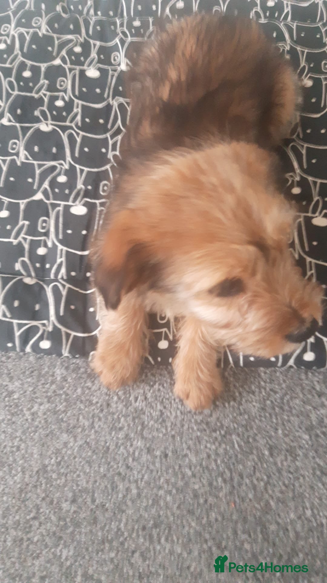 Mixed Breed dogs for sale: beautiful terrier puppies  - Advert 3
