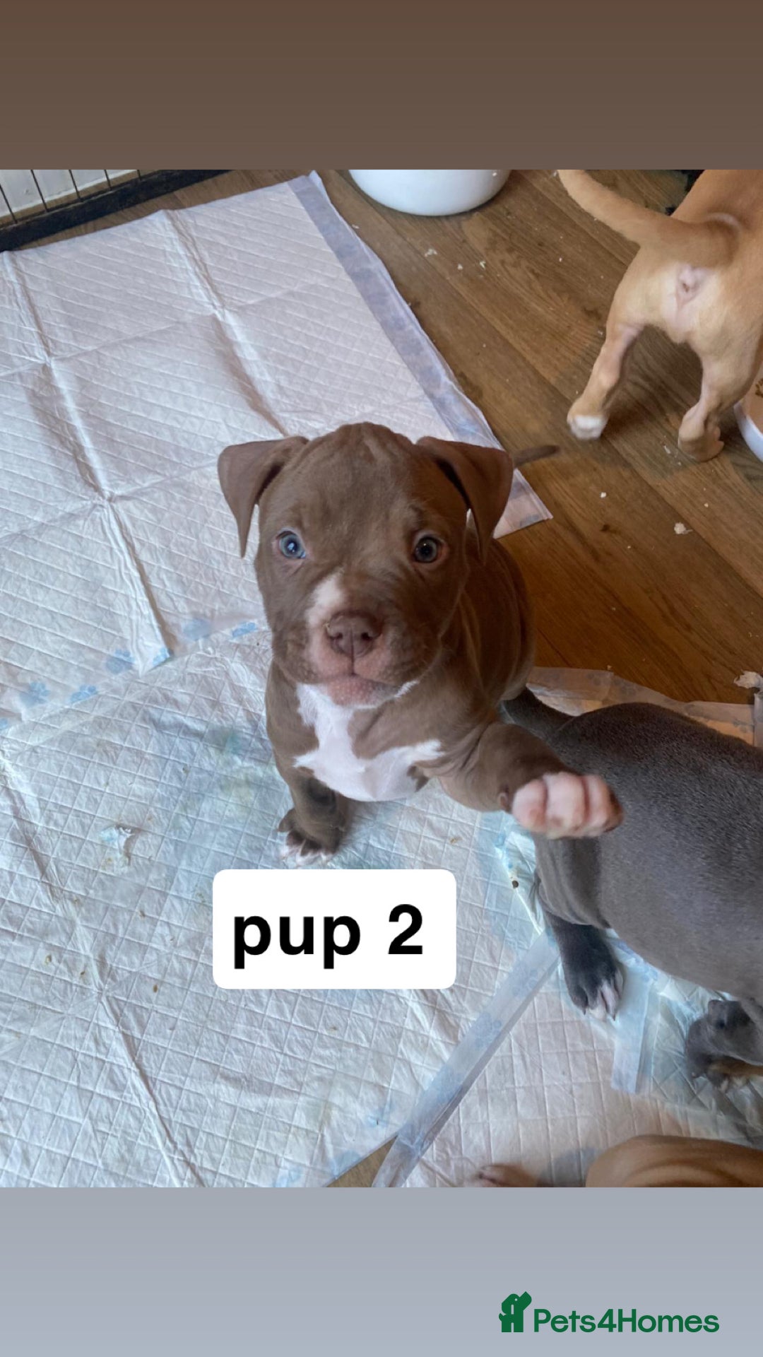 Mixed Breed dogs for sale: staffy X  - Advert 7