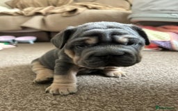 French Bulldog dogs for sale: Only 3 boys left, 5⭐️KC frenchies carrying fluffy  - Image 18