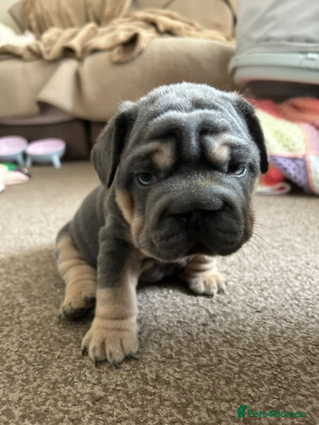 French Bulldog dogs for sale: Only 3 boys left, 5⭐️KC frenchies carrying fluffy  - Image 18