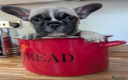 French Bulldog dogs for sale: REDUCED Adorable French Bulldog Puppies  - Image 3