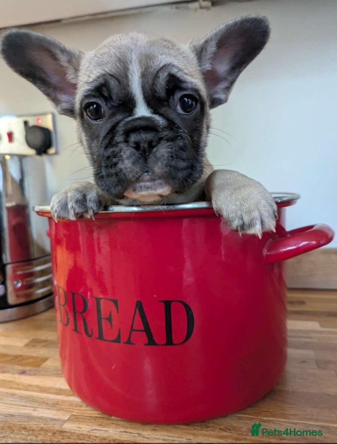 French Bulldog dogs for sale: REDUCED Adorable French Bulldog Puppies  - Image 3