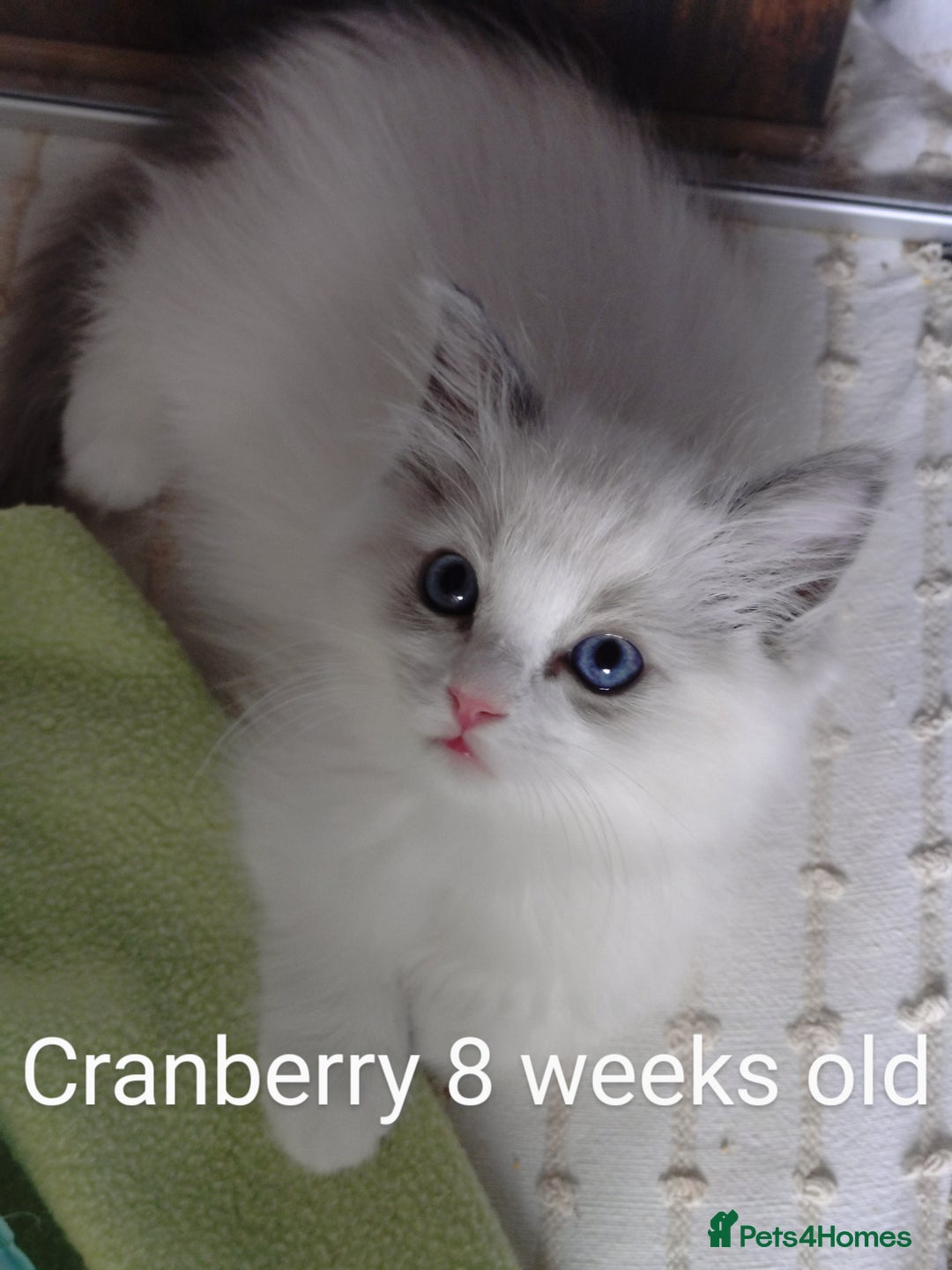 Ragdoll cats for sale: GCCF pedigree ragdoll kittens for sale £850 -£1100 - Image 4