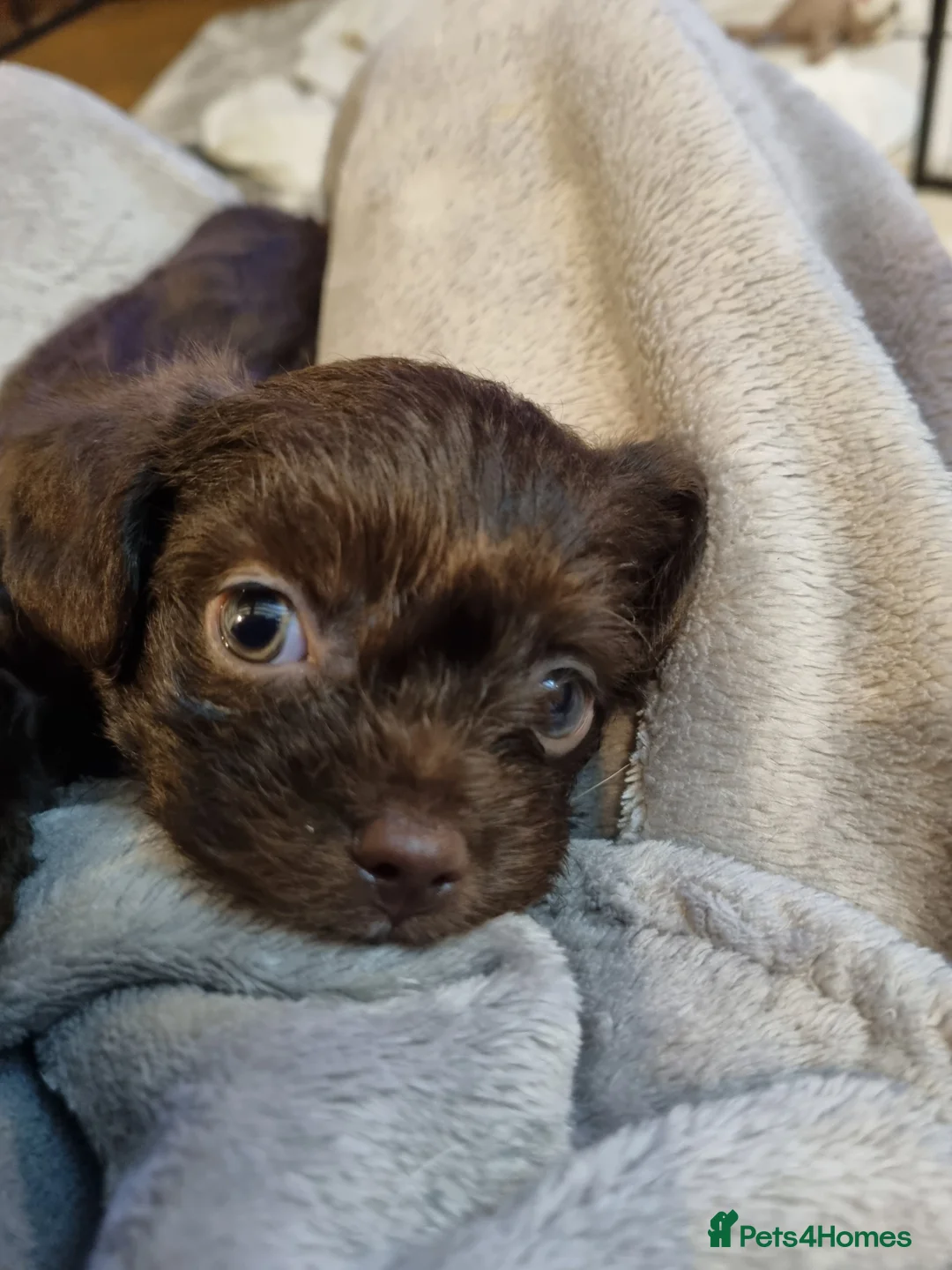 Chipoo dogs for sale: Poodle x chihuahua  - Advert 2