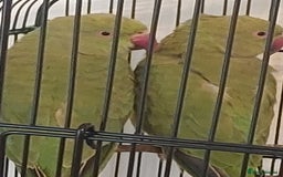 Ringnecks birds for sale: Ringnecks - Image 4