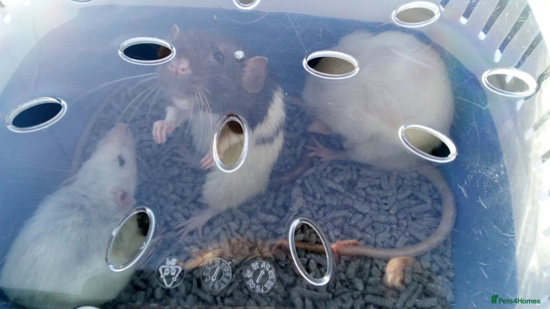 Rat rodents for sale: 3 beautiful rats  - Advert 2