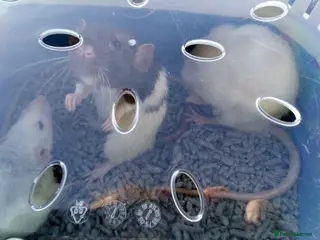 Rat rodents 3 beautiful rats - Advert 2