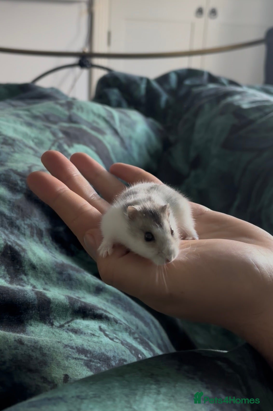 Hamster rodents 🐹 Sweet Tame Hamster! 🐹 - Advert 8