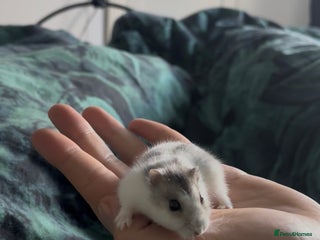 Hamster rodents 🐹 Sweet Tame Hamster! 🐹 - Advert 10