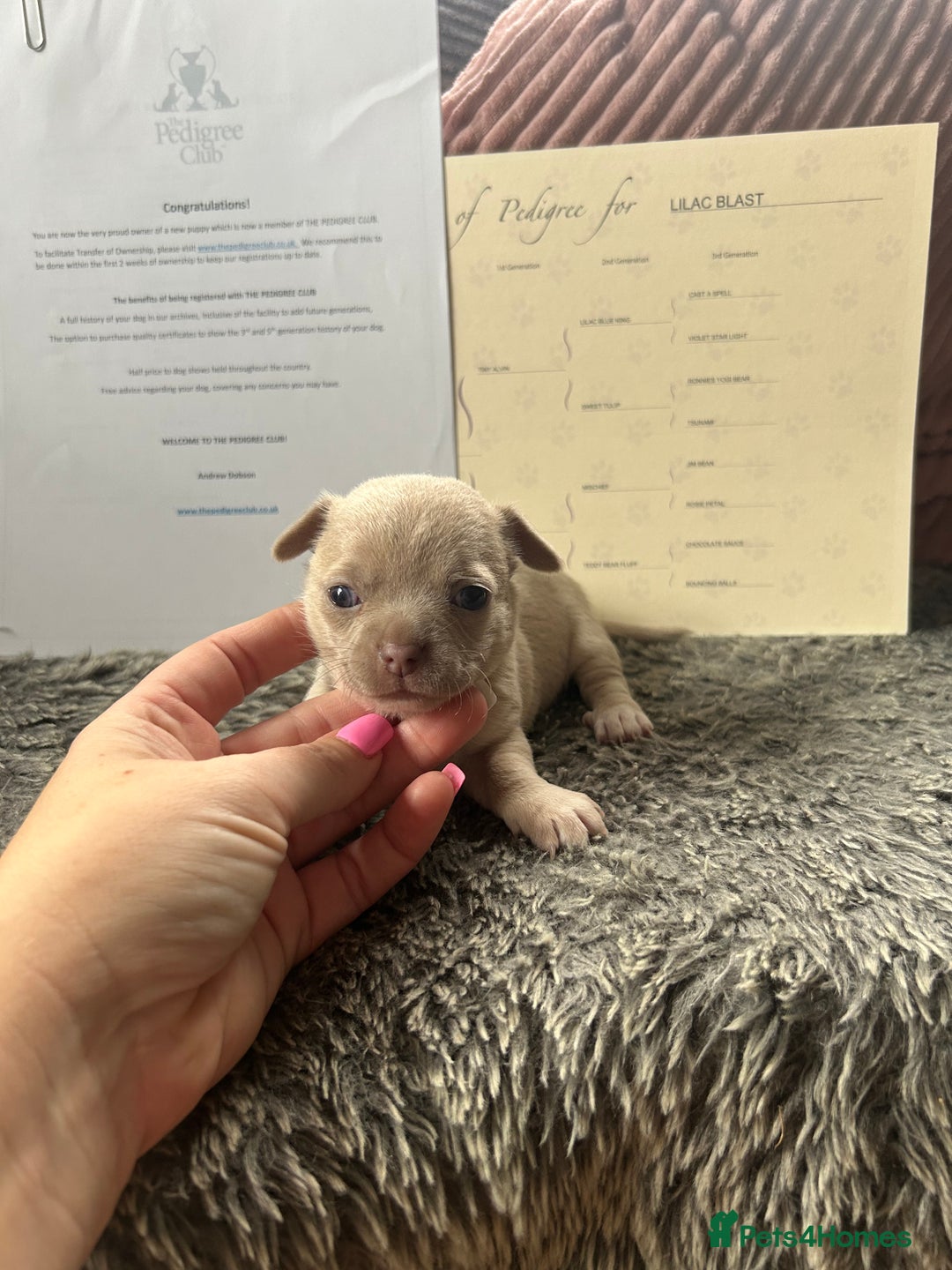 Chihuahua dogs for sale: Full pedigree Chihuahua puppies - Image 4