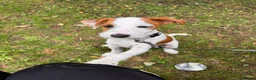 Jack Russell dogs for sale: Beautiful parsons Jack Russell male  in Polegate - Advert 4