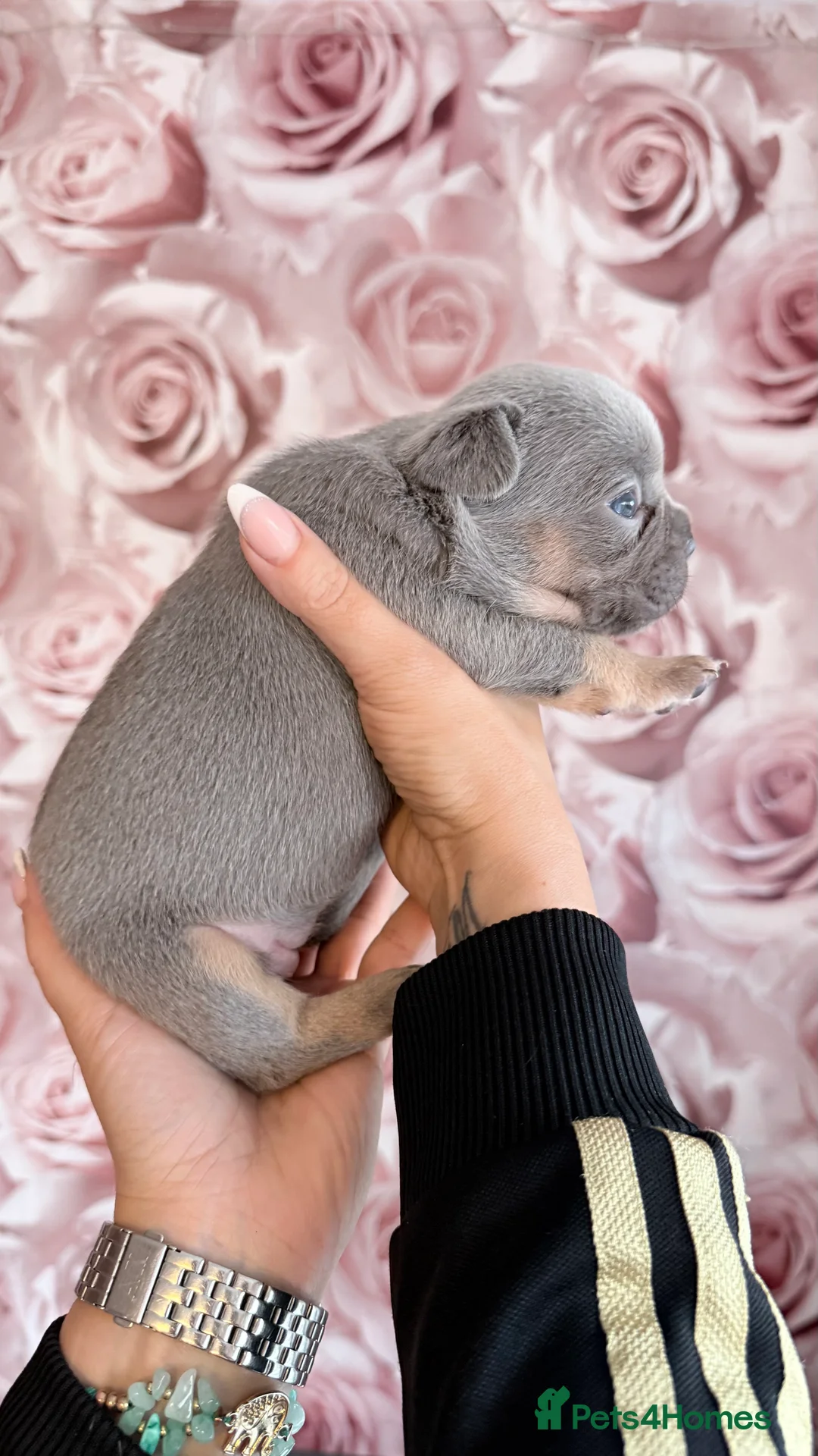 French Bulldog dogs for sale: Luxury French Bulldogs - Advert 5