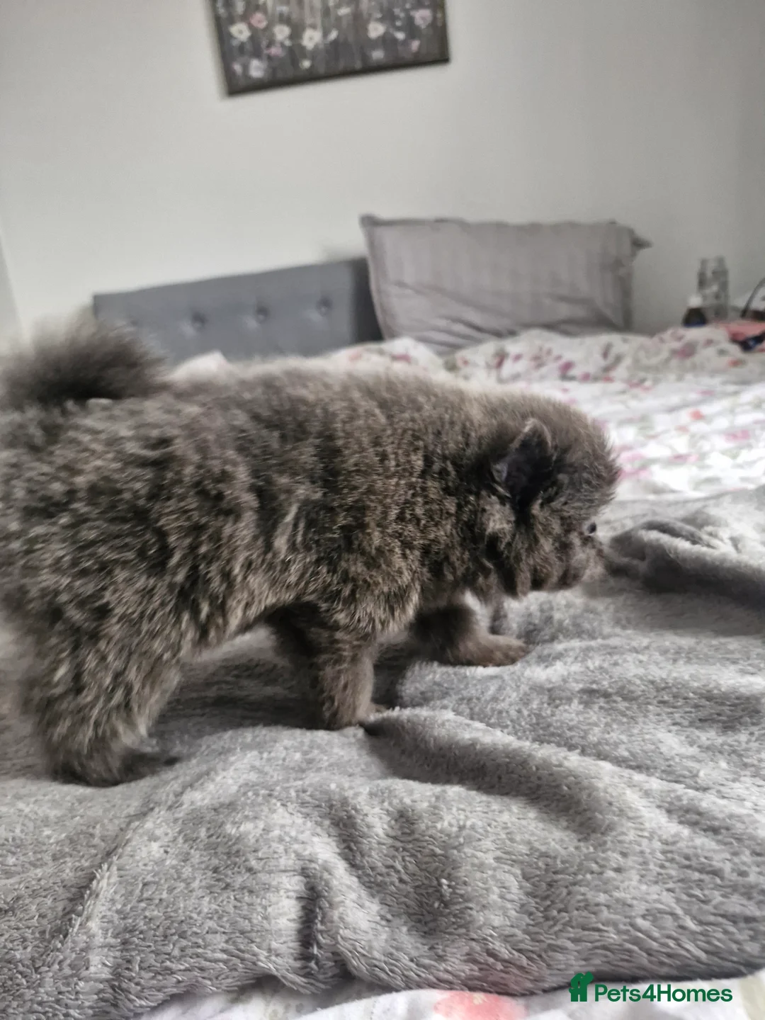 Pomapoo dogs for sale: ✨ Beautiful Pomapoo Puppies – 1,600 ✨ - Advert 24