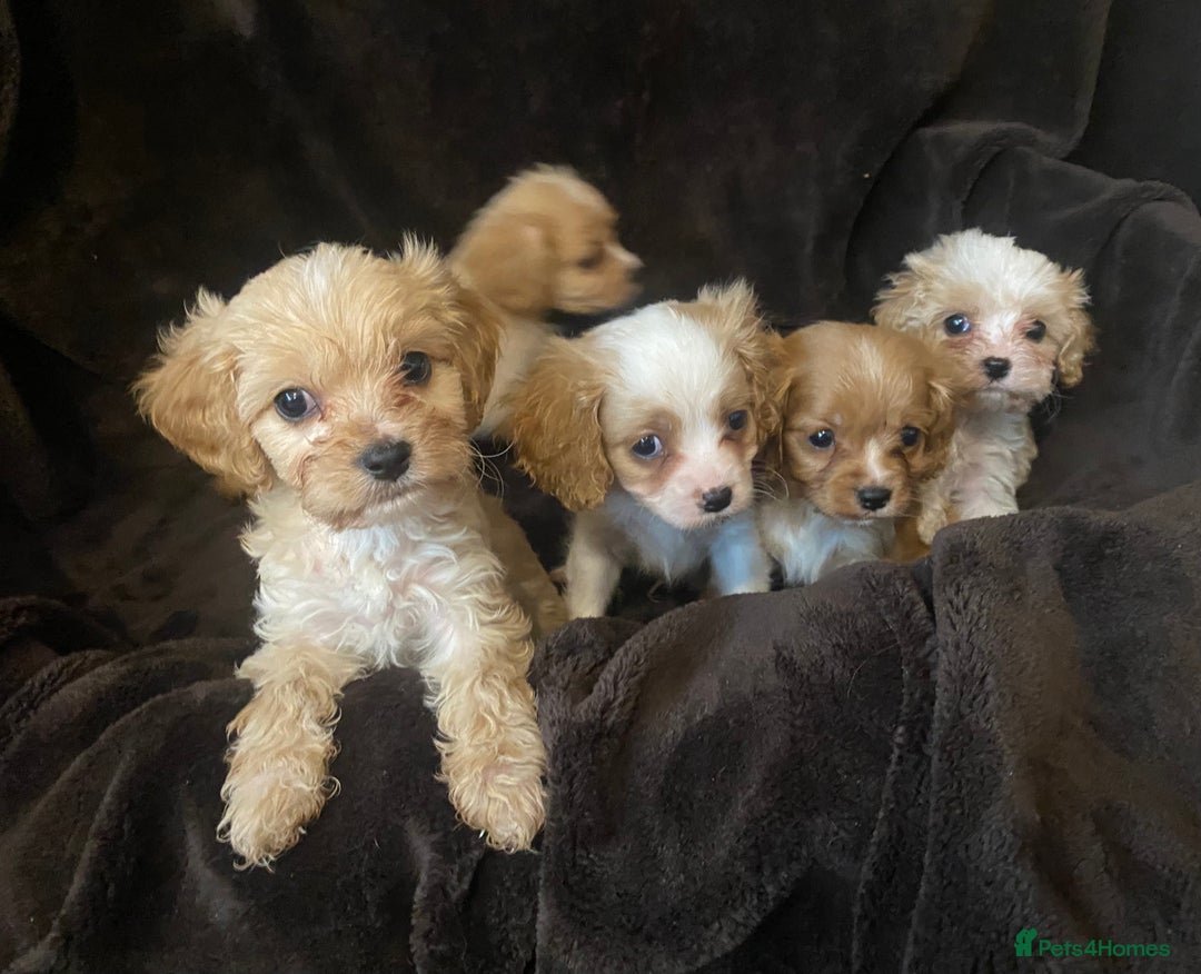 Cavapoo dogs for sale: Extensively DNA clear including BVA eyes & heart  - Image 1