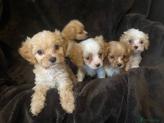 Cavapoo dogs for sale - Advert 1