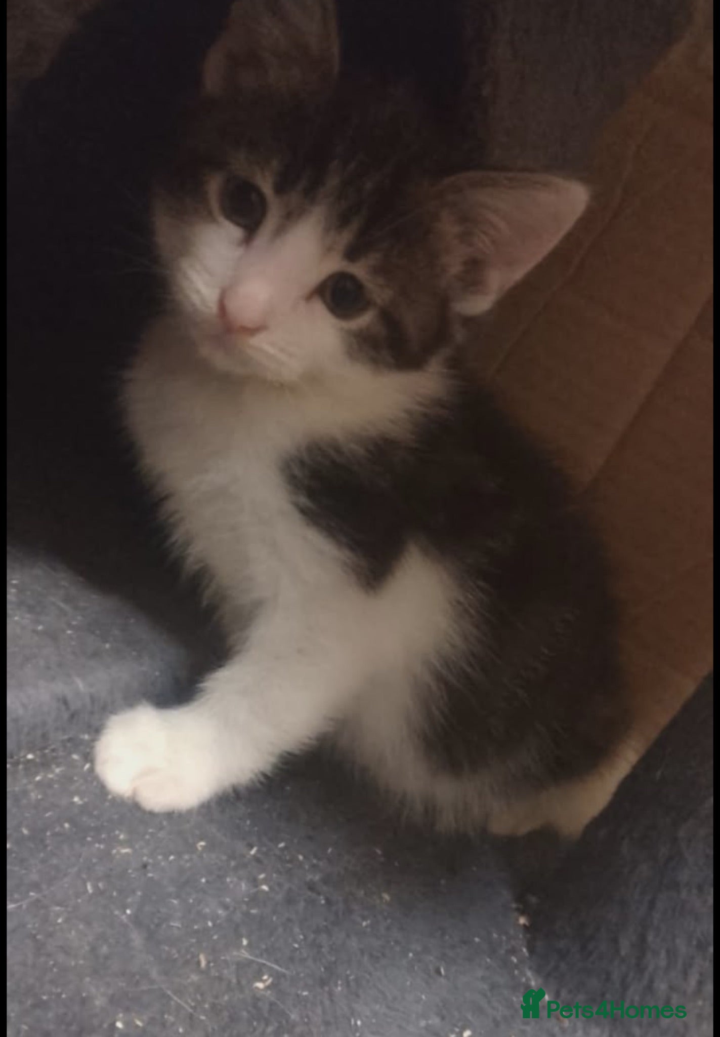 Bengal cats Beautiful kittens ready for 5* homes - Advert 2