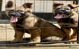 German Shepherd dogs for sale: Awesome Male Kennel Club Reg’d GSD Pups  in Sturminster Newton - Image 1