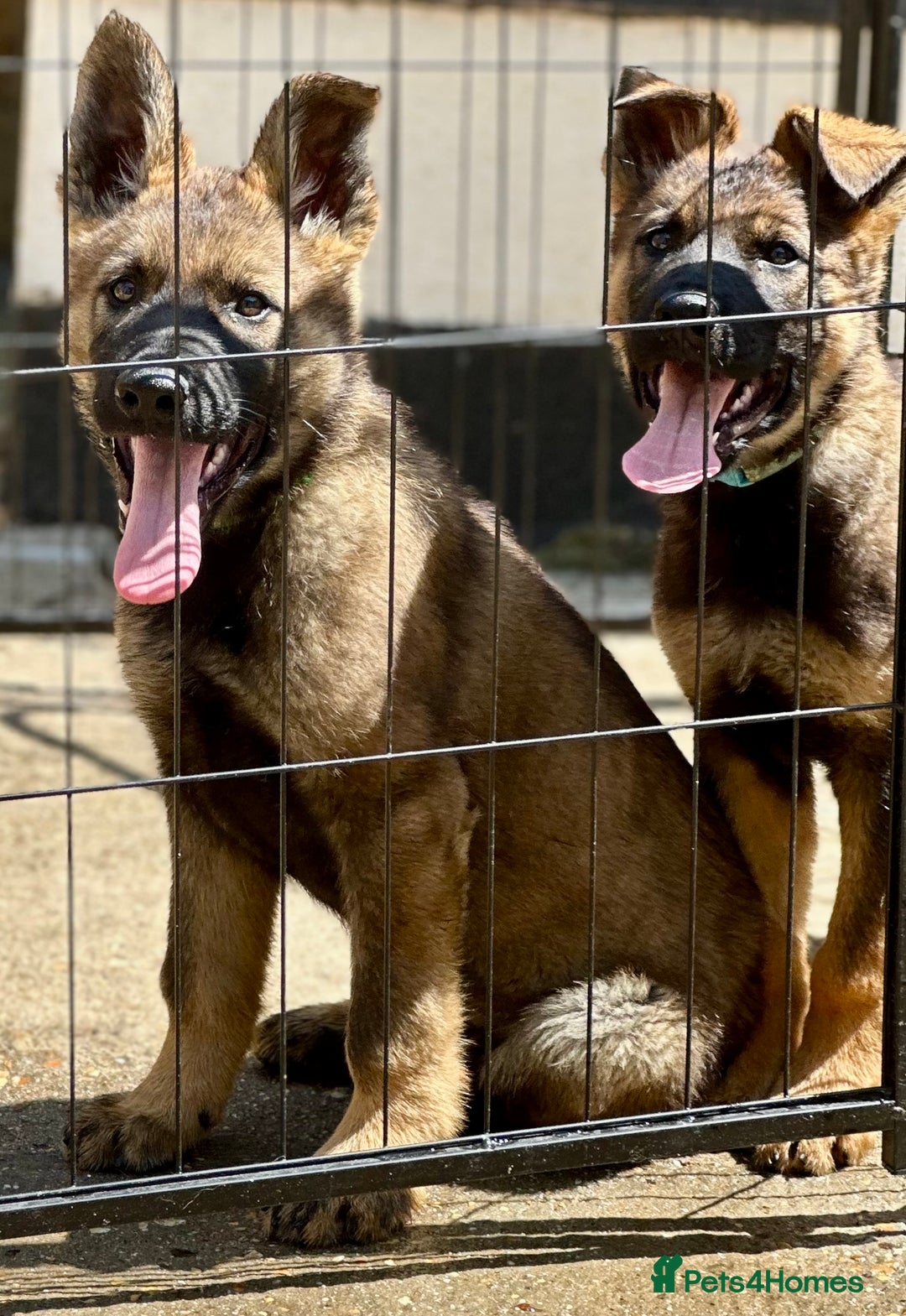 German Shepherd dogs for sale: Awesome Male Kennel Club Reg’d GSD Pups  in Sturminster Newton - Image 1