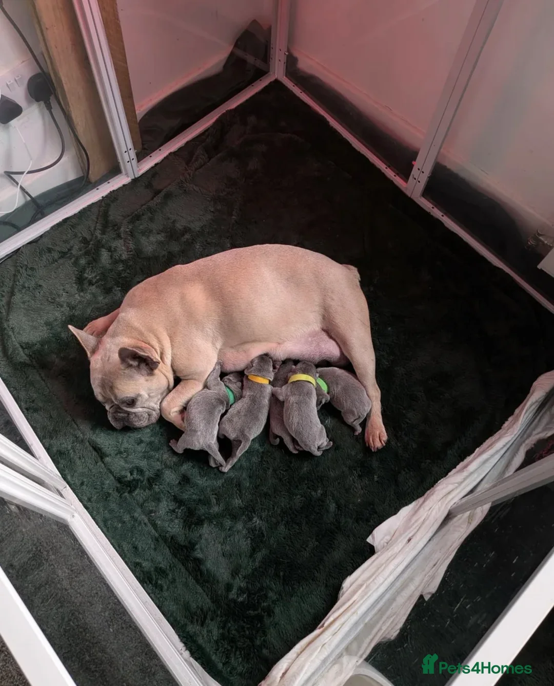 Mixed Breed dogs for sale: Beautiful littler of French chows  - Advert 13
