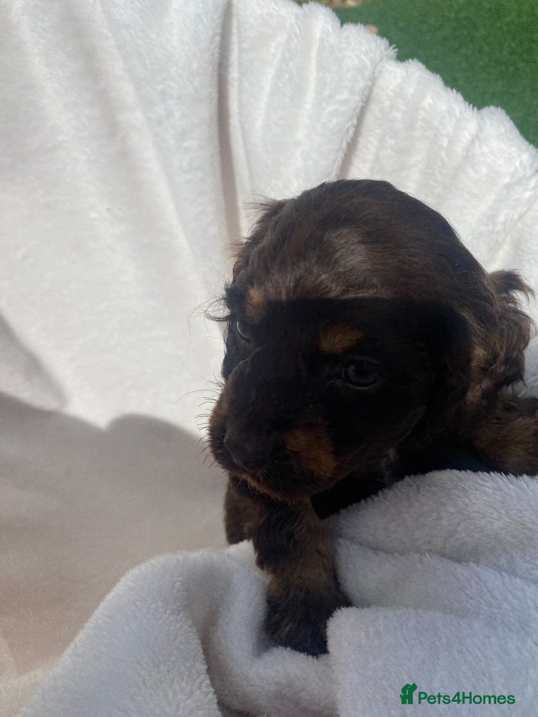 Cockapoo dogs for sale: American cockapoos rare green eyes phantoms - Image 15
