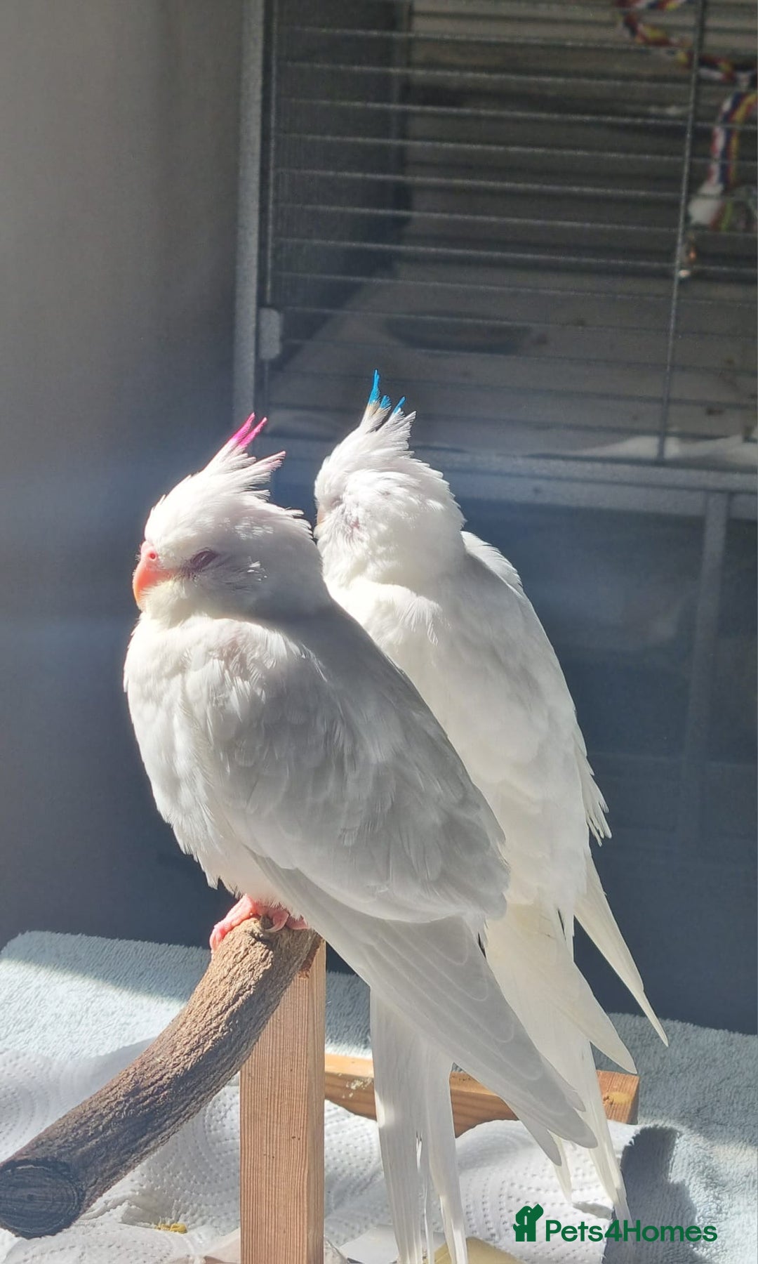 Cockatiels birds for sale: Ultimate cockatiel Albino bundle. - Advert 3