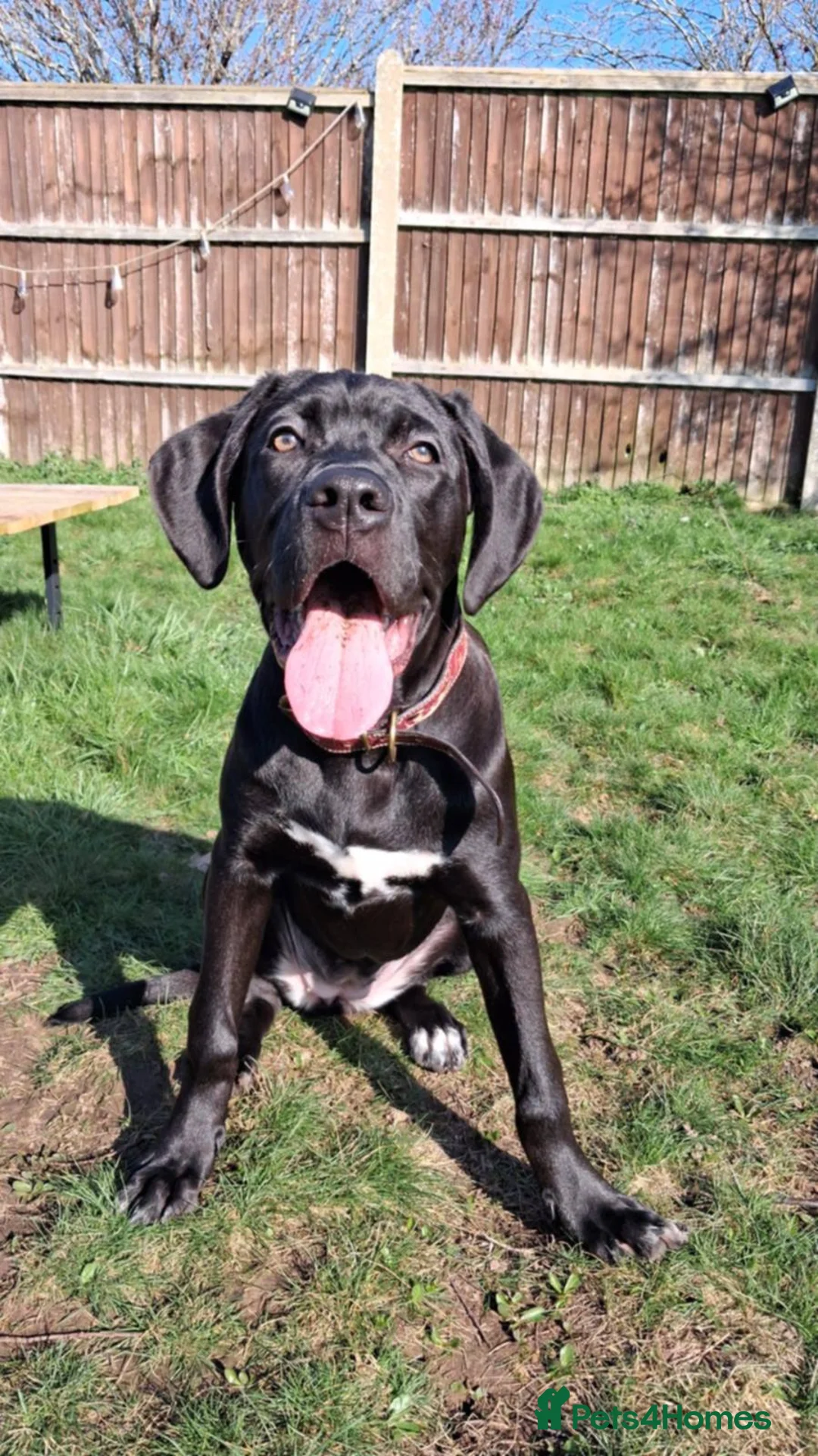 Cane Corso dogs for sale: Female cane corso  - Advert 5