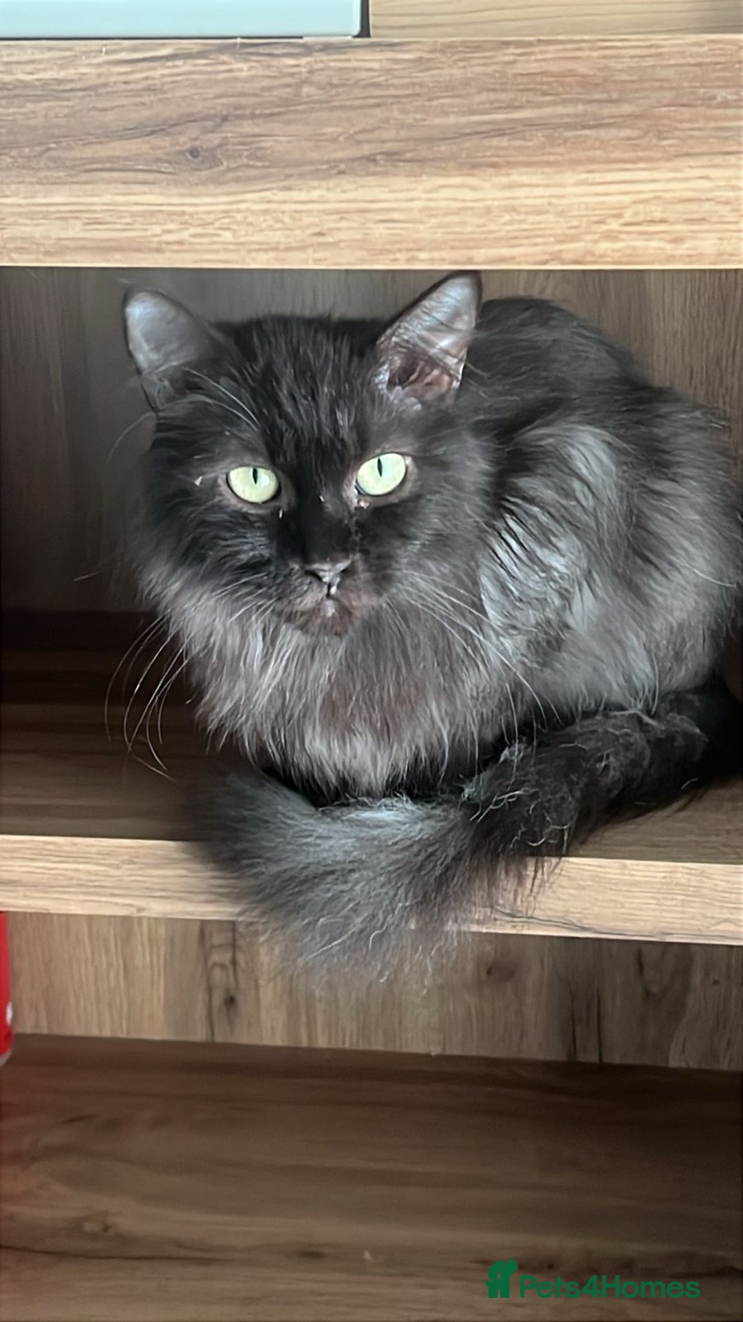Mixed Breed cats for adoption: COLA -MIX PERSIAN AFFECTIONATE CALM BOY NEUTERED  - Image 2
