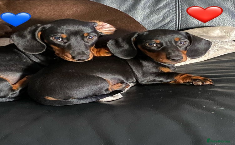 Miniature Dachshund dogs - Advert 1