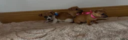 Jack Russell dogs for sale: Jack Russell puppies in Darwen - Advert 18