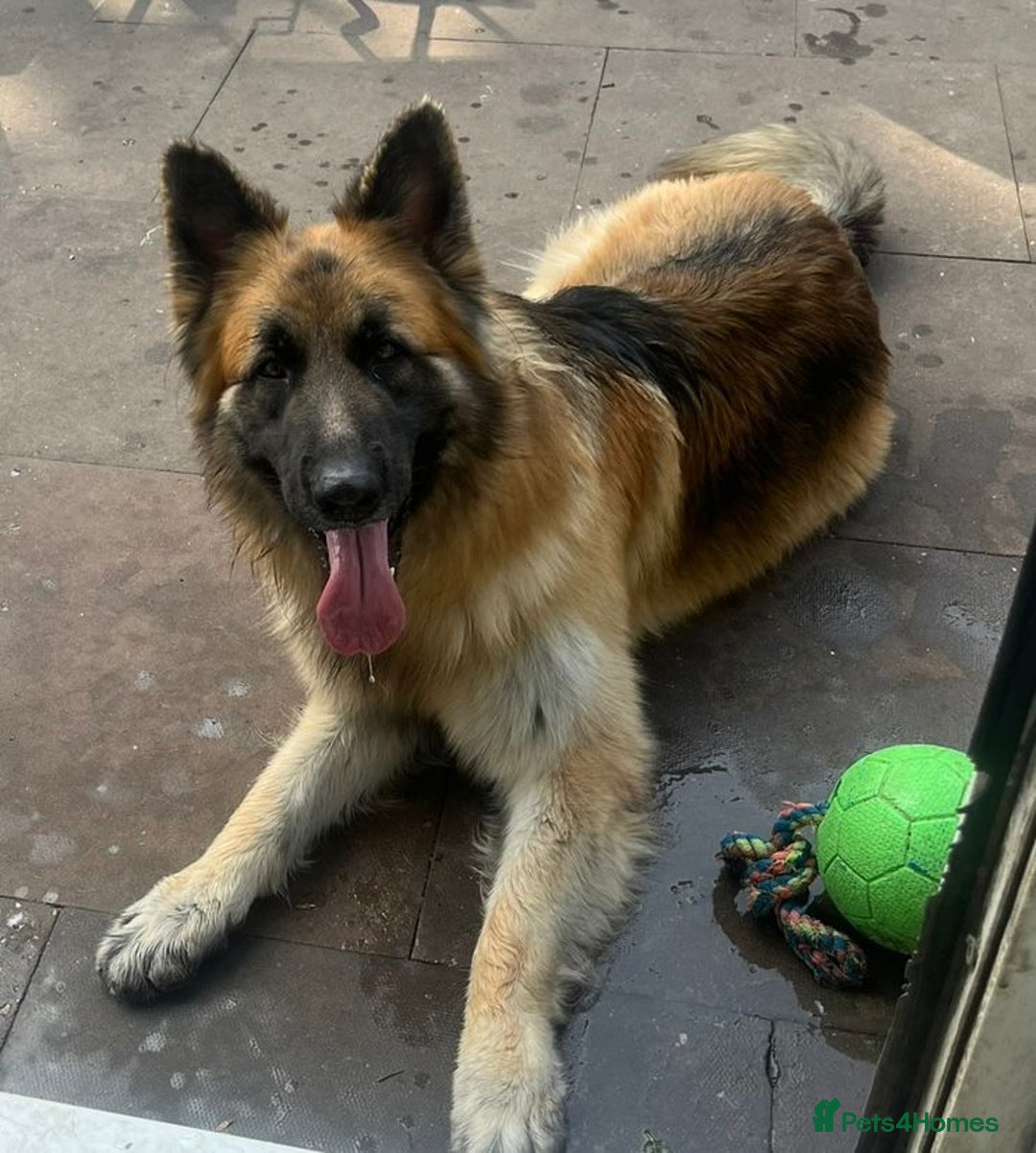 German Shepherd dogs for sale: Big bouncy GSD - Image 2