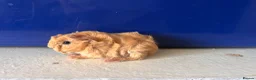 Guinea Pig rodents for sale: Pair of peruvian boars jet black and a full cream - Advert 3