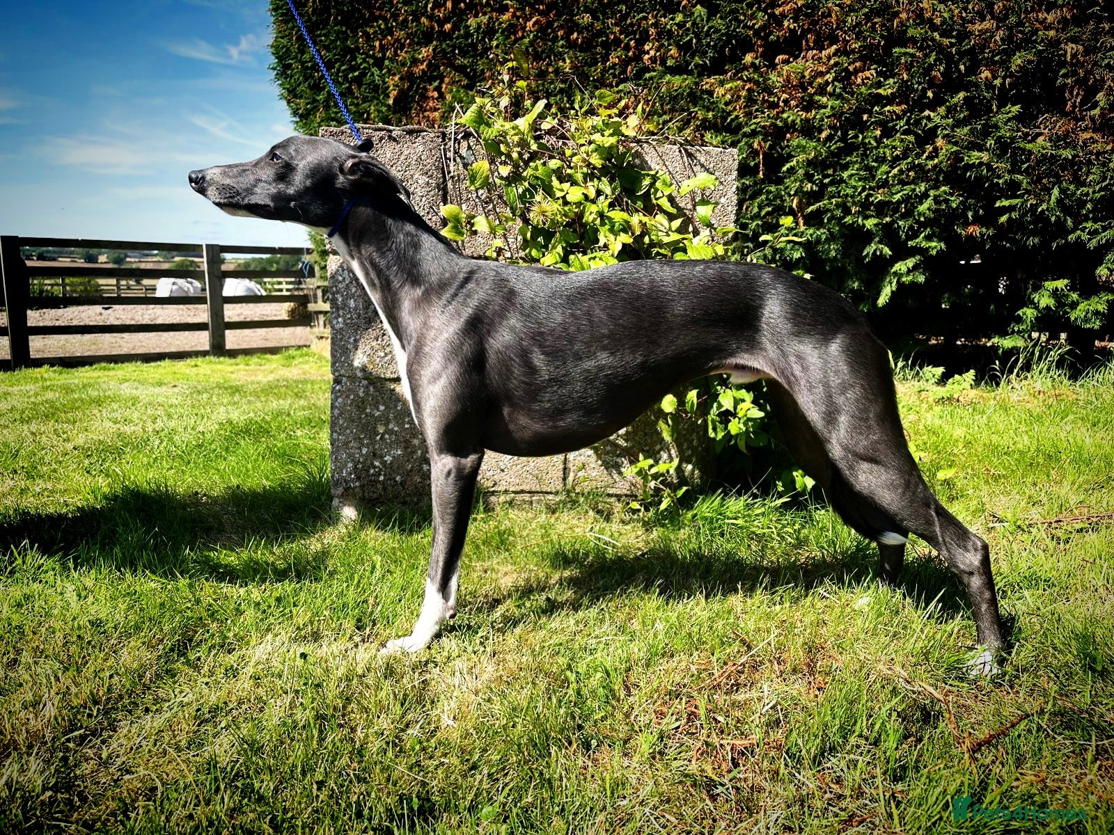 Denebridge Octavius
