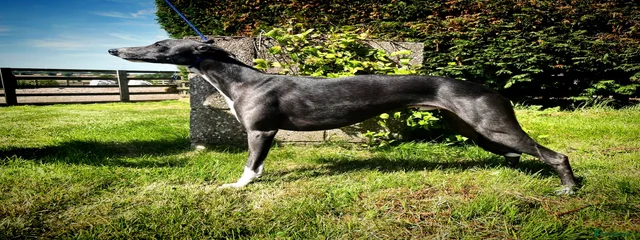 Denebridge Octavius