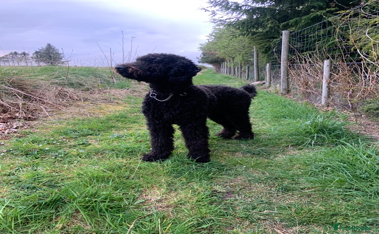 Labradoodle dogs - Advert 1