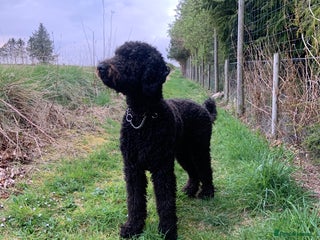 Labradoodle dogs - Advert 27