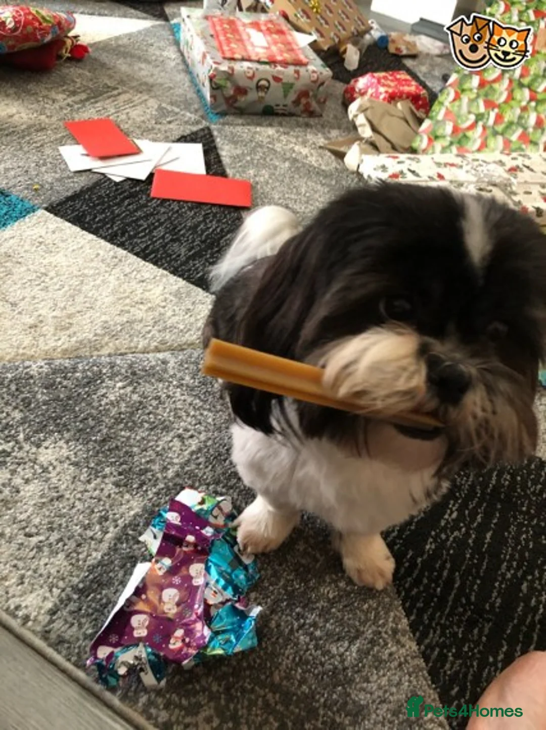 Shih Tzu dogs for stud: Memphis Shihtzu Stud + Free Scan in Ely - Advert 2