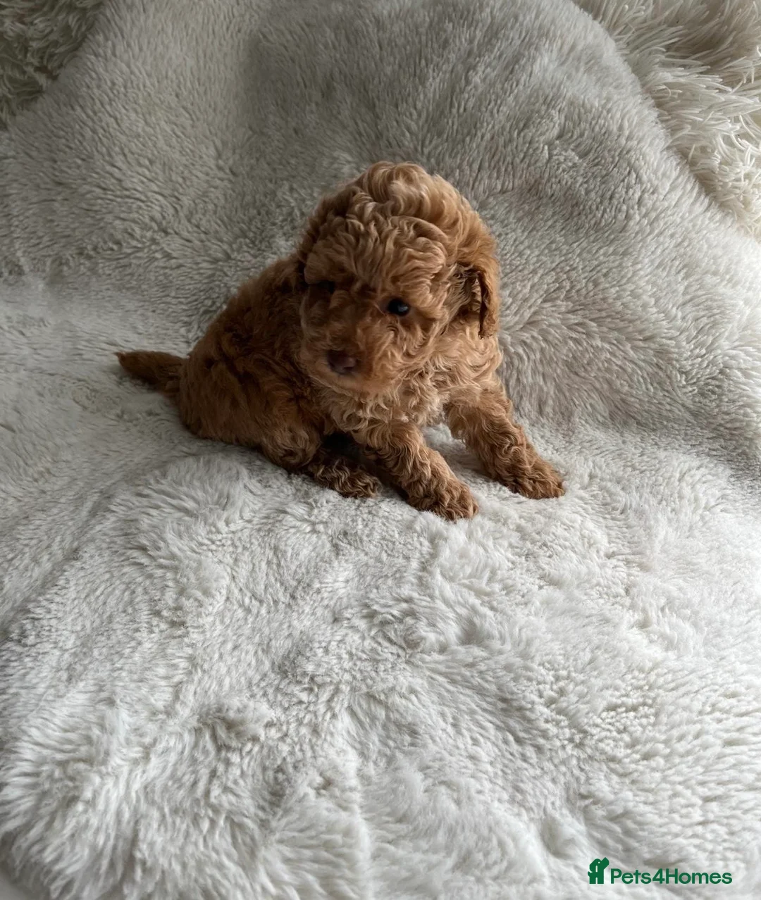 Toy Poodle dogs for sale: Adorable Toy poodle pups  in Jedburgh - Advert 10