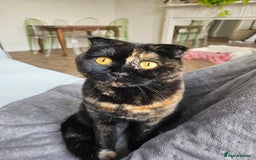 Scottish Fold cats for sale: Tortie girl, wonderful personality, 1.5years old - Advert 4