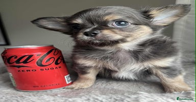 Chihuahua dogs - Advert 9