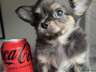 Chihuahua dogs - Advert 1