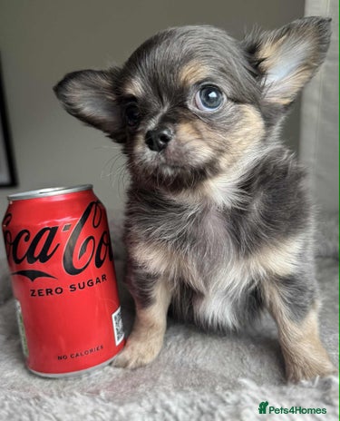 Chihuahua dogs - Advert 2