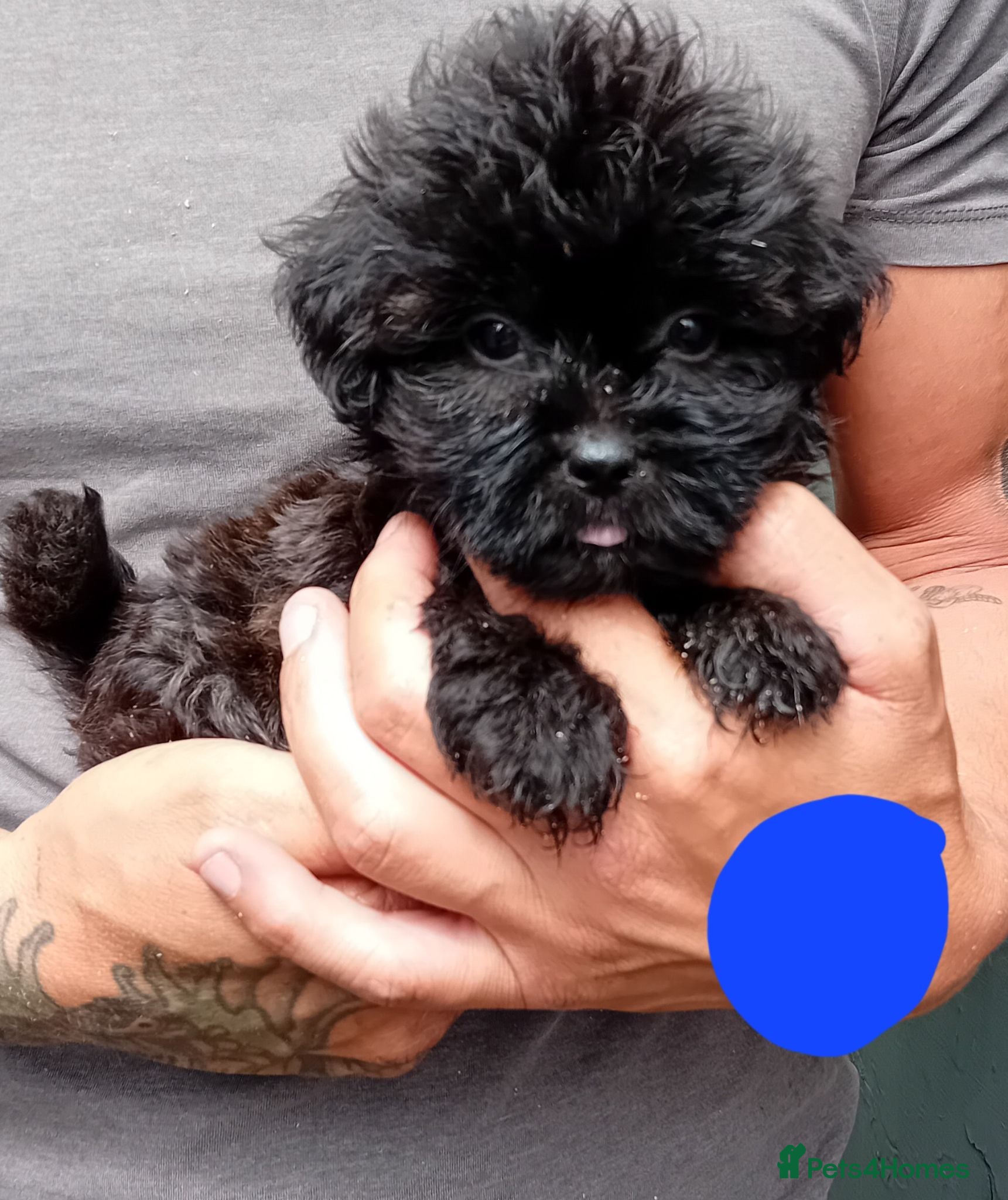 Shihpoo dogs The tiniest puppies available  - Advert 1